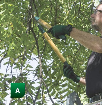 Puretec News - Trimming Trees